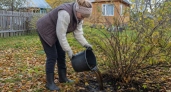 Жимолость уходит под снег крепкой и сытой: в июне ветви гнутся под сапфировыми бусинами
