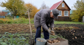 Забыл про лопату и химию: как один трюк из архивов 1976 года помогает мне собирать по 4 кг картофеля с куста