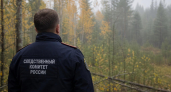 Бастрыкин запросил доклад о вырубке участка с редкими деревьями в Борском округе