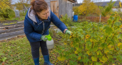 Галловая тля больше не портит мою смородину: четыре дешевых состава за десять дней вернули листьям здоровье