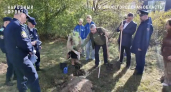 Кедровую аллею высадили в Нижнем Новгороде в память об участниках СВО