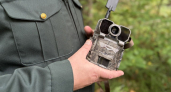 Нижегородские леса наводнили скрытыми камерами и взяли под круглосуточную слежку