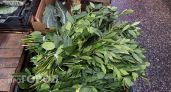 С ноября держу дома запас лаврового листа - звучит странно, но зимой он выручает совсем не на кухне