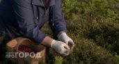 Где собирать клюкву в Нижегородской области поздней осенью