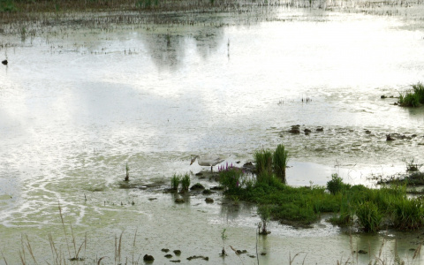 Лебедь, занесенный в Красную книгу, поселился в пруду Нижегородской области