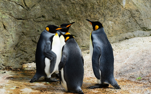 Нижегородский зоопарк выиграл грант на строительство пингвинария‍