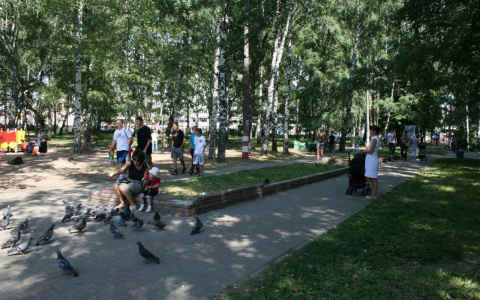 Город останется без “легких”: центр Нижнего Новгорода ждет массовая вырубка деревьев