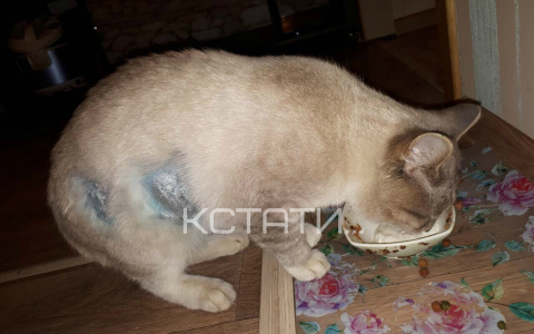 Неизвестные расстреляли кошку в Выксунском районе (ФОТО)