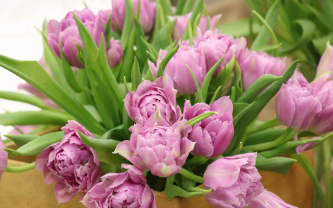 Как нижегородцам выбрать цветы к 8 марта