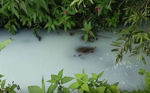«Молочная» река появилась в Кстовском районе: Минэкологии проводит проверку