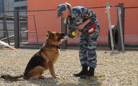Опытные нижегородские кинологи бесплатно займутся воспитанием вашей собаки
