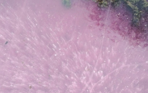 «Селедка под шубой в пруду»: в Арзамасе озеро окрасилось в розовый цвет