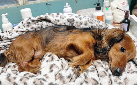 Вывезли в лес умирать: раненый пёс вылез на трассу за помощью