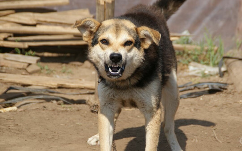 На чемпионку мира в ультрамарафоне на Бору напала стая собак
