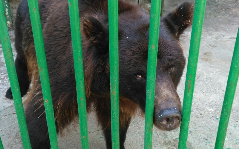 Закрытый зоопарк «Мишутка» оказался приютом для диких животных