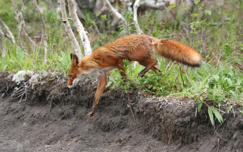 Оральные вакцины против бешенства начали раскладывать в Нижегородской области