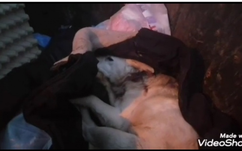 В Нижнем Новгороде неизвестные выкинули собаку со сломанной шеей в мусорный бак (ВИДЕО)