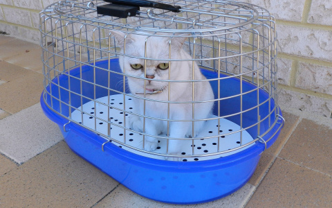 Бесплатно привить домашних питомцев от бешенства смогут жители Канавина