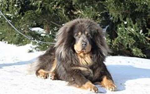 Тибетский мастиф напал на девятилетнего ребенка в Нижегородской области