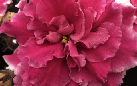 Стало известно, где можно купить самые лучшие растения в Нижнем Новгороде