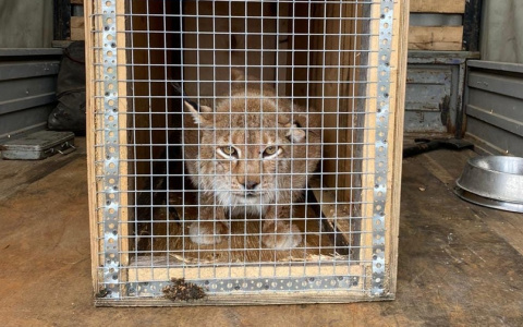 Рысь из закрытого «Мишутки» переехала в Балахнинский зоопарк