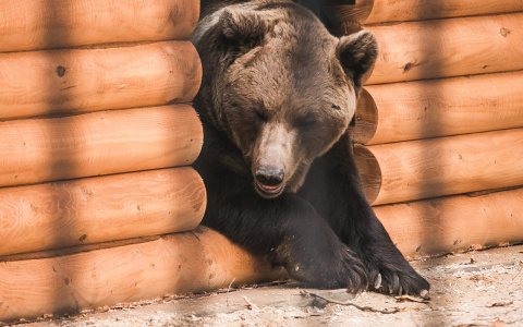 Две волчицы и два медведя переехали из «Мишутки» в балахнинский зоопарк