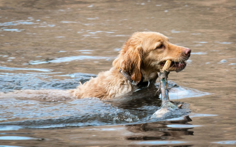 Нельзя приводить на пляж собак и плавать на бревнах: МЧС опубликовало новые правила поведения у воды