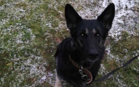 Нижегородская исправительная колония забраковала двух собак за слишком добрый нрав