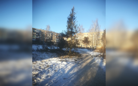 Топ нижегородских елей, которые пользователи назвали "уродами"