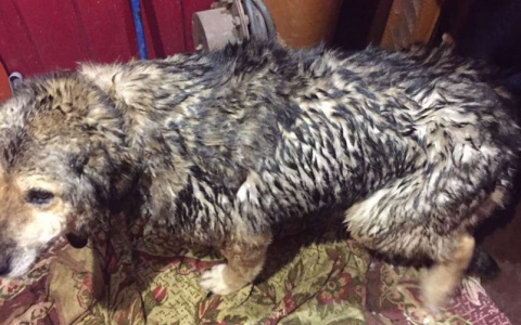 В Нижнем сотрудники МЧС спасли тонущую в реке собаку (Видео)