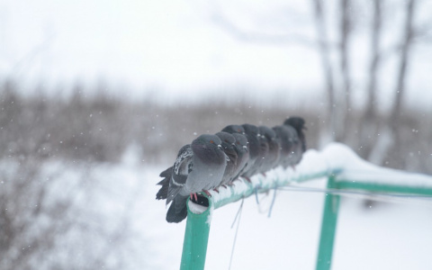 Как нижегородцам не обморозиться в крещенские холода