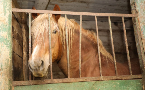 Правительство поможет восстановить и сохранить Починковский конный завод