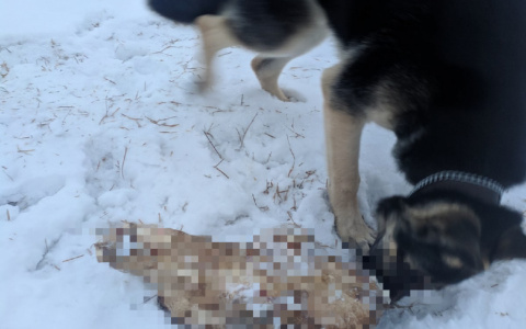 Одно из излюбленных мест нижегородцев превратили в скотомогильник