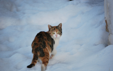 Нижегородки поругались с коммунальщиками из-за любви к бездомным кошкам