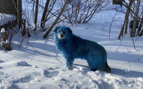 Свору собак синего цвета заметили в Нижегородской области