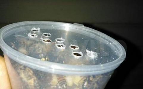 Нижегородец продаёт кусачих пчёл: для чего?