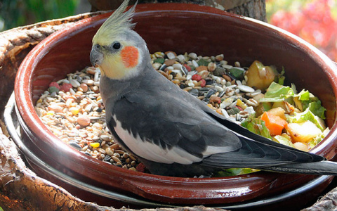 Как выбрать корм для попугая