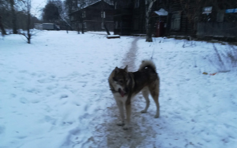 Собака искусала лицо 11-летнего мальчика в Сормовском районе Нижнего Новгорода