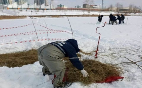 В Нижнем Новгороде зафиксирована массовая гибель рыбы