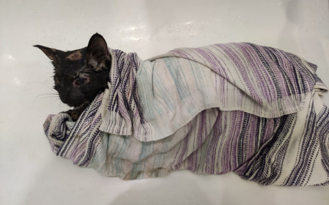 Нижегородец спас умирающую в вентиляционной шахте дома кошку