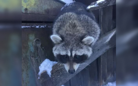 Спасатели МЧС ловили енота-беглеца в Канавинском районе