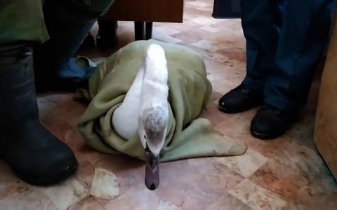 Вмерзшего в лед лебедя освободили спасатели  в Нижегородской области