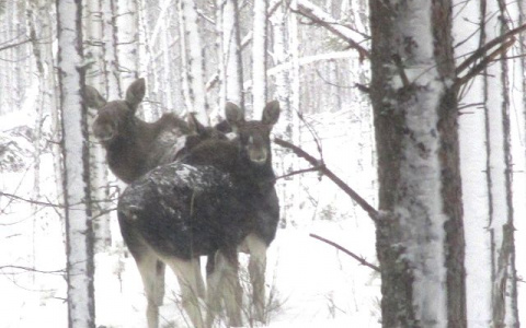 Специальные переходы построят для диких зверей на трассе М-12 в Нижегородской области