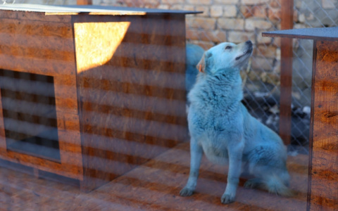 Синие собаки переедут жить к властям Дзержинска