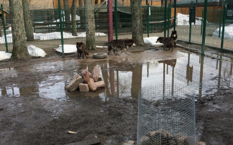 Волки живут в затопленной клетке в одном из нижегородских зоопарков