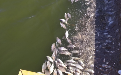 Массовую гибель рыбы зафиксировали в Богородске