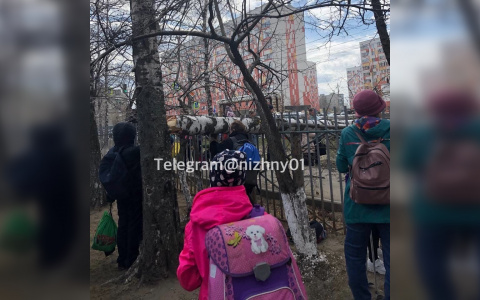 Упавшее у школы дерево едва не раздавило первоклассника в Нижнем Новгороде