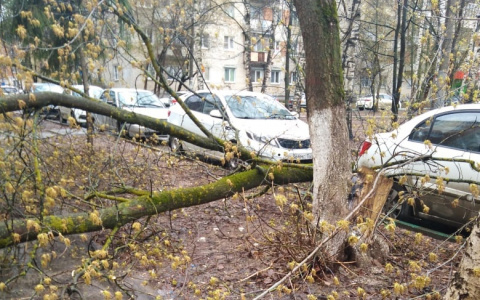 Из-за непогоды в Нижнем Новгороде падали деревья и столбы