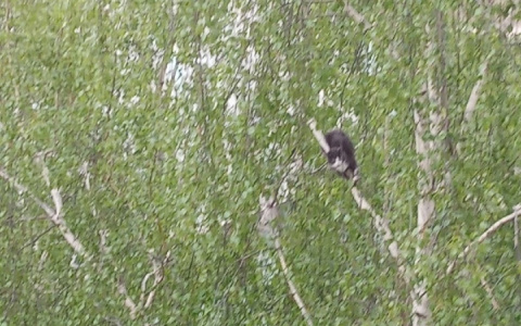 Нижегородцы собирают деньги на альпиниста, чтобы снять котёнка с дерева