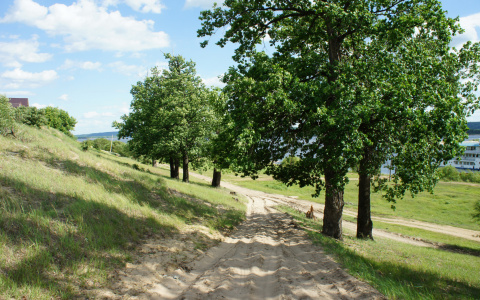 Более 2 тысяч га конопли планируют выращивать в Нижегородской области